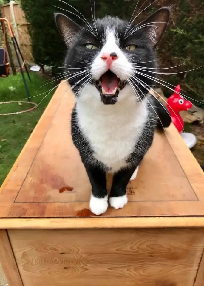 July - Imogen of Coco & Clementine