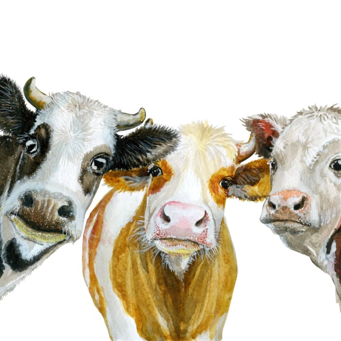 Close-up of Jersey cow faces and detailing on Three Wise Cows decoupage paper