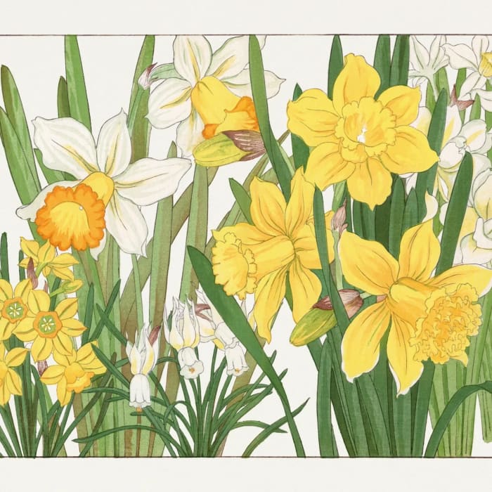 Close-up of yellow and white daffodil artwork on Yellow Flowers A1 decoupage paper