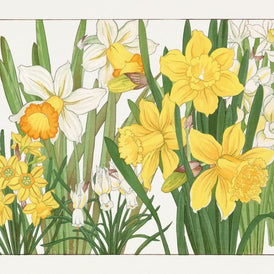 Close-up of yellow and white daffodil artwork on Yellow Flowers A1 decoupage paper