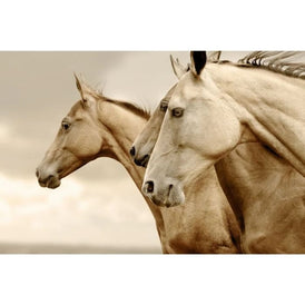 Decoupage Paper | Reverse Sepia Horses | MINT by Michelle | A3 or A1