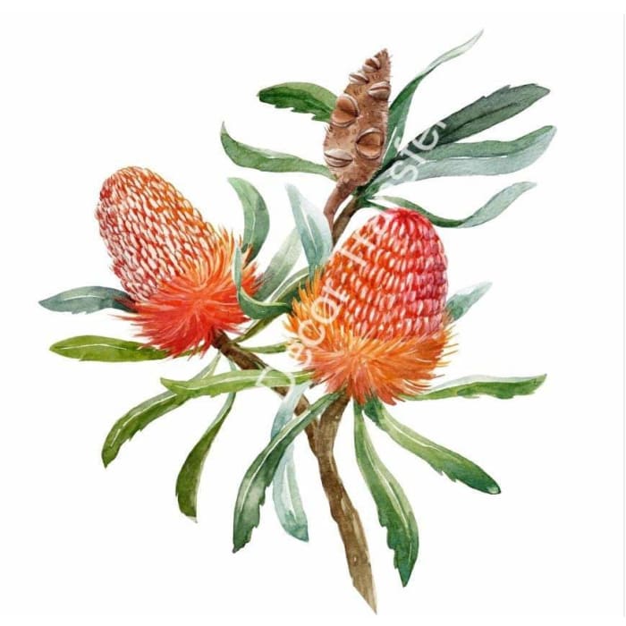 Dry Rub Transfer - Australian Wildflowers 1 - Banksia | 