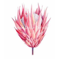 Dry Rub Transfer - Australian Wildflowers 2 - Proteas | 