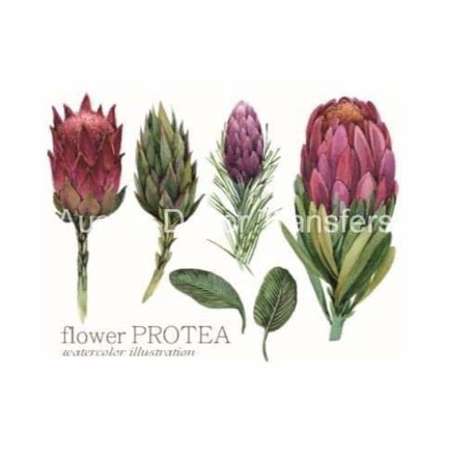 Dry Rub Transfer - Australian Wildflowers 2 - Proteas | 