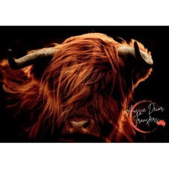 Poster Print | Red Angus | Aussie Decor Transfers | MED or LGE