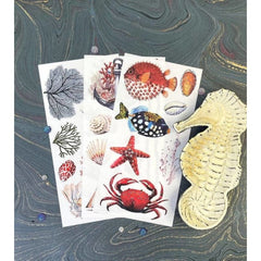 NEW | Prima Transfer | Amazing Sea Life | Redesign With Prima | 6” x 12” | Fish Transfers, Sea Life Decals, Fish Wall Stickers